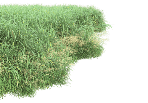 Realistic foliage isolated on transparent background. 3d rendering - illustration png