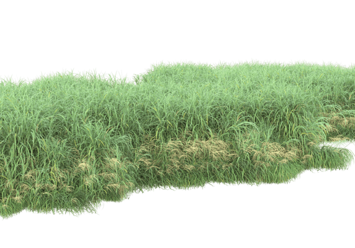 Realistic foliage isolated on transparent background. 3d rendering - illustration png