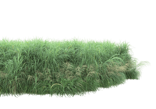 Realistic foliage isolated on transparent background. 3d rendering - illustration png
