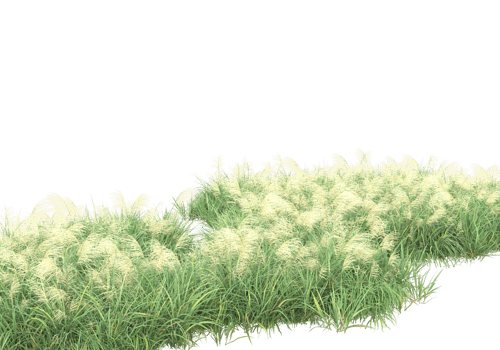 Grass with flowers isolated on transparent background. 3d rendering - illustration png