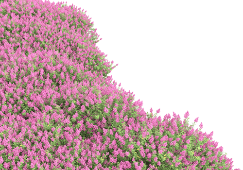 Grass with flowers isolated on transparent background. 3d rendering - illustration png