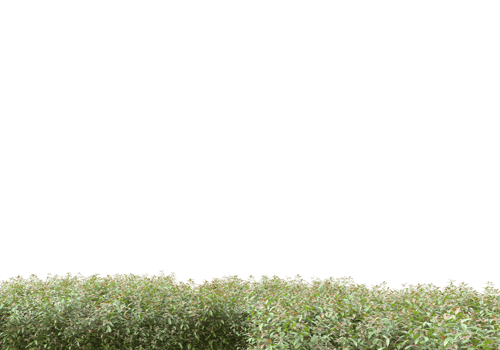 Grass with flowers isolated on transparent background. 3d rendering - illustration png