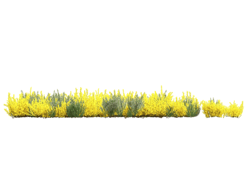 Grass with flowers isolated on transparent background. 3d rendering - illustration png