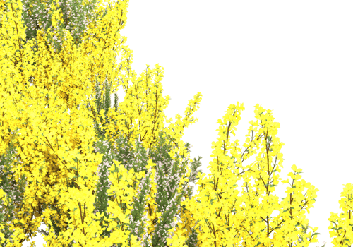 Grass with flowers isolated on transparent background. 3d rendering - illustration png
