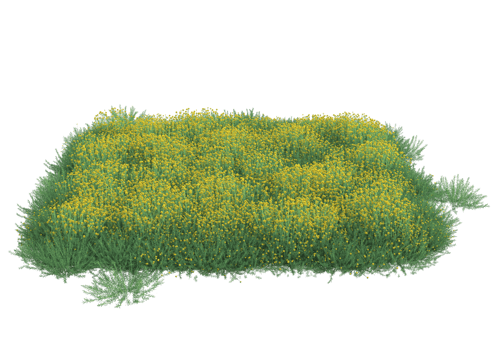 Grass with flowers isolated on transparent background. 3d rendering - illustration png
