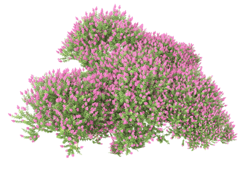 Grass with flowers isolated on transparent background. 3d rendering - illustration png