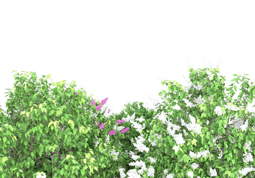 Grass with flowers isolated on transparent background. 3d rendering - illustration png
