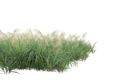 Realistic foliage isolated on transparent background. 3d rendering - illustration png