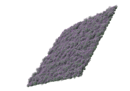 Grass with flowers isolated on transparent background. 3d rendering - illustration png
