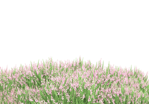 Grass with flowers isolated on transparent background. 3d rendering - illustration png