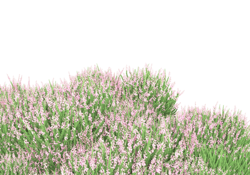 Grass with flowers isolated on transparent background. 3d rendering - illustration png