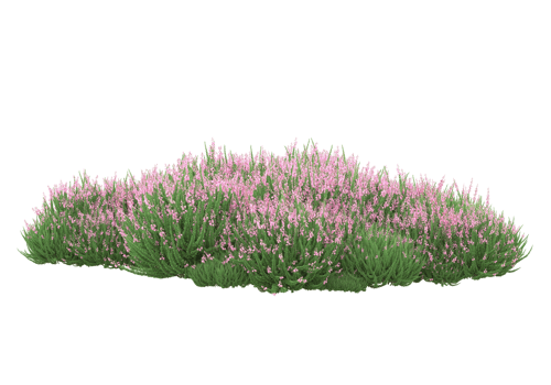 Grass with flowers isolated on transparent background. 3d rendering - illustration png