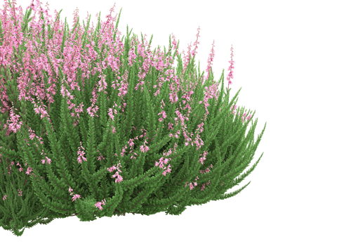 Grass with flowers isolated on transparent background. 3d rendering - illustration png