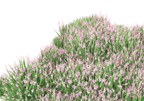 Grass with flowers isolated on transparent background. 3d rendering - illustration png