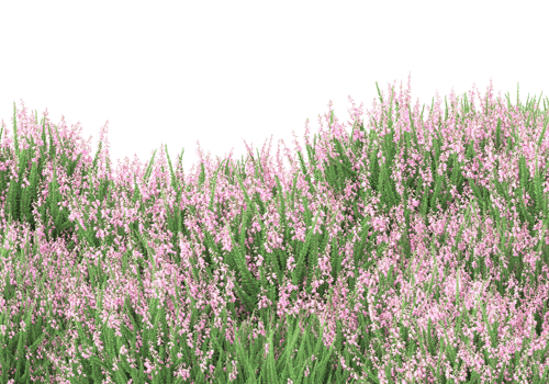 Grass with flowers isolated on transparent background. 3d rendering - illustration png
