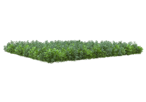 Realistic foliage isolated on transparent background. 3d rendering - illustration png