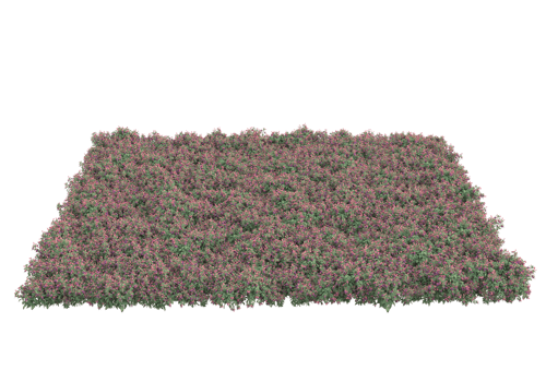 Grass with flowers isolated on transparent background. 3d rendering - illustration png