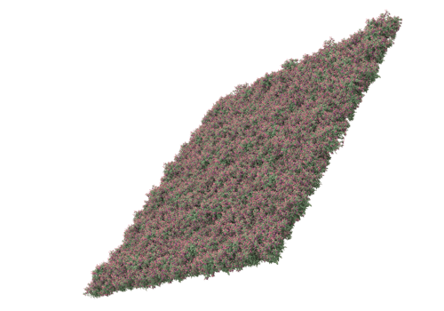 Grass with flowers isolated on transparent background. 3d rendering - illustration png