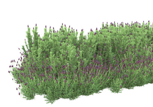 Grass with flowers isolated on transparent background. 3d rendering - illustration png