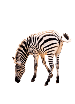 Full body standing of zebra isolated on transparent background ,PNG File png