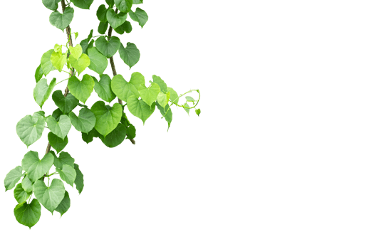 Twisted jungle vines liana plant Cowslip creeper vine Telosma cordata with heart shaped green leaves on transparent, png file