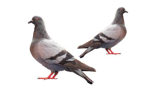 full body of standing pigeon bird isolate on transparent background, PNG file