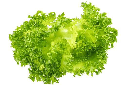 Fresh organic green lettuce isolated on transparent background, PNG file