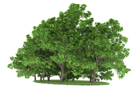 Realistic forest isolated on transparent background. 3d rendering - illustration png