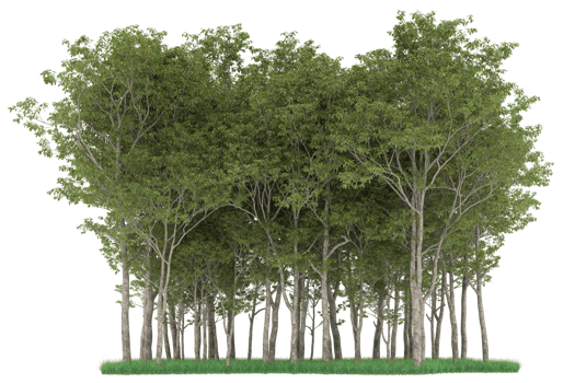 Realistic forest isolated on transparent background. 3d rendering - illustration png