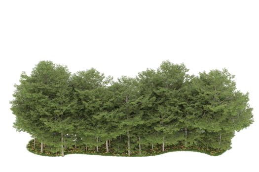 Realistic forest isolated on transparent background. 3d rendering - illustration png