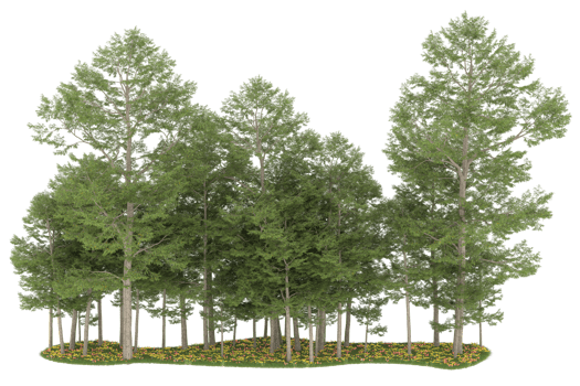 Realistic forest isolated on transparent background. 3d rendering - illustration png