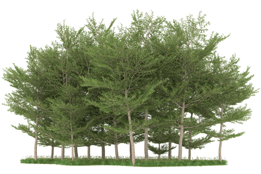 Realistic forest isolated on transparent background. 3d rendering - illustration png