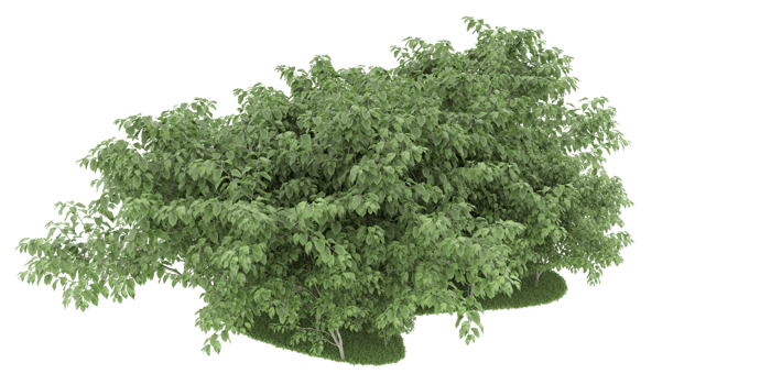 Realistic forest isolated on transparent background. 3d rendering - illustration png