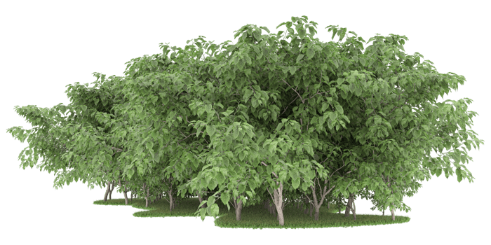 Realistic forest isolated on transparent background. 3d rendering - illustration png