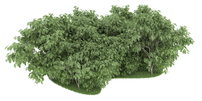 Realistic forest isolated on transparent background. 3d rendering - illustration png