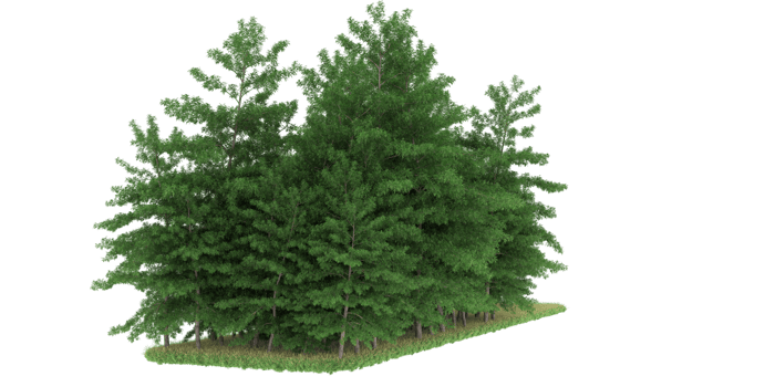 Realistic forest isolated on transparent background. 3d rendering - illustration png