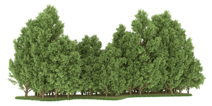 Realistic forest isolated on transparent background. 3d rendering - illustration png