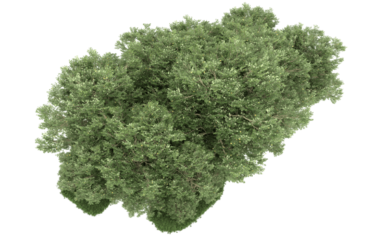 Realistic forest isolated on transparent background. 3d rendering - illustration png