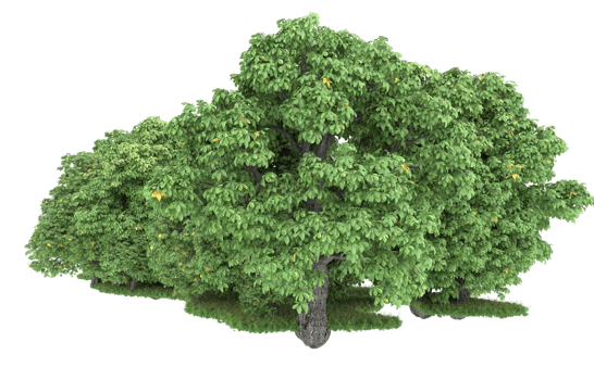 Realistic forest isolated on transparent background. 3d rendering - illustration png