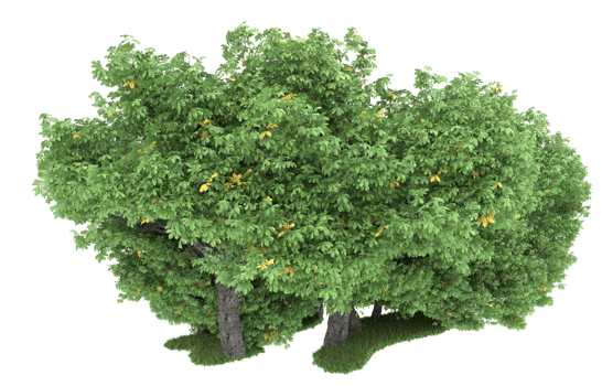 Realistic foliage isolated on transparent background. 3d rendering - illustration png