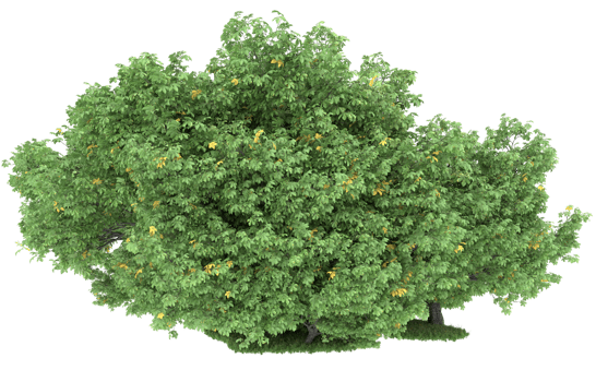 Realistic foliage isolated on transparent background. 3d rendering - illustration png