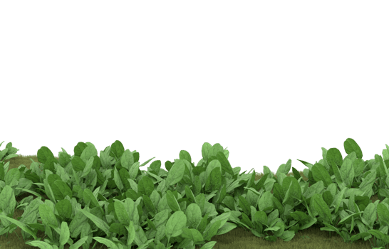 Realistic foliage isolated on transparent background. 3d rendering - illustration png