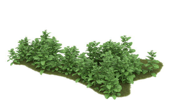 Realistic foliage isolated on transparent background. 3d rendering - illustration png
