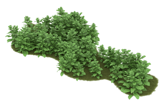 Realistic foliage isolated on transparent background. 3d rendering - illustration png