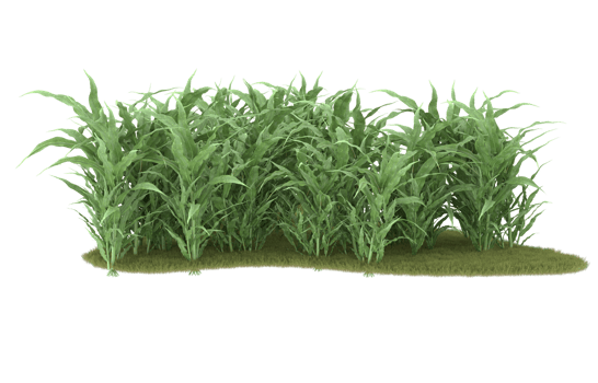 Realistic foliage isolated on transparent background. 3d rendering - illustration png
