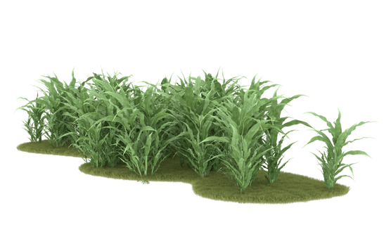 Realistic foliage isolated on transparent background. 3d rendering - illustration png