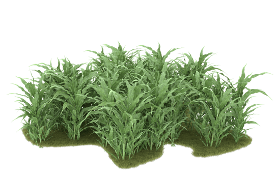 Realistic foliage isolated on transparent background. 3d rendering - illustration png