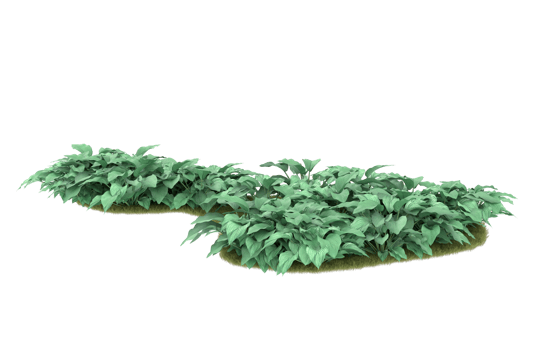 Realistic foliage isolated on transparent background. 3d rendering - illustration png