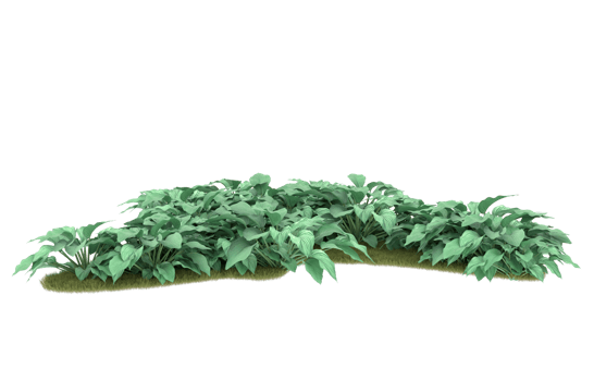 Realistic foliage isolated on transparent background. 3d rendering - illustration png