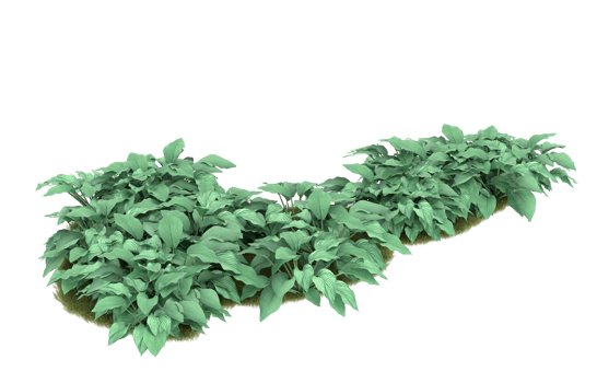 Realistic foliage isolated on transparent background. 3d rendering - illustration png